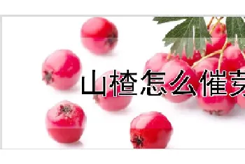 山楂怎么催芽