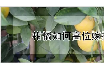 柑橘如何高位嫁接