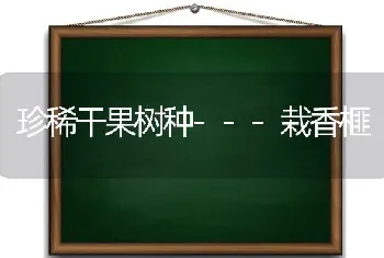 珍稀干果树种---栽香榧