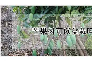 芒果树可以盆栽吗