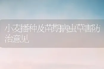 小麦播种及苗期病虫草害防治意见