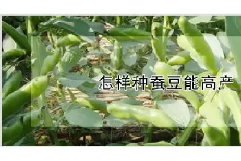 怎样种蚕豆能高产