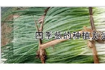 四季葱的种植方法