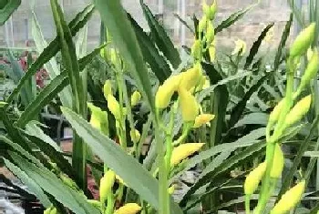 四季兰什么时候开花,开花季节是几月份?