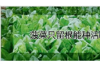 菠菜只留根能种活吗