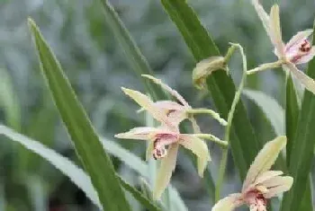 建兰锦旗一年开几次花?建兰锦旗形态特征与植物学史