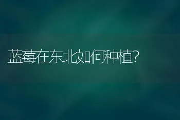 蓝莓在东北如何种植?