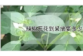 辣椒开花到采摘要多少天