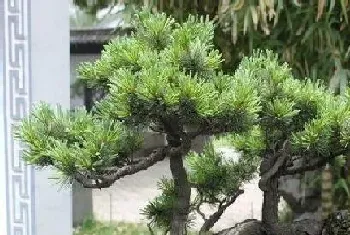 马槽盆适合种什么植物?