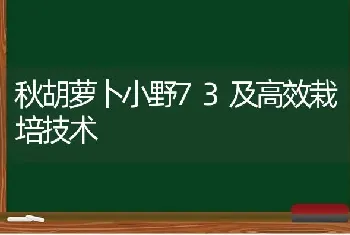 秋胡萝卜小野73及高效栽培技术