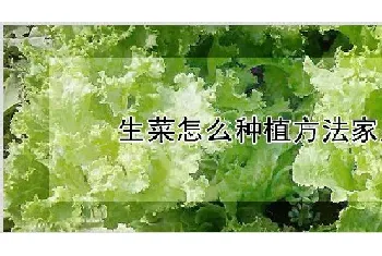 生菜怎么种植方法家里