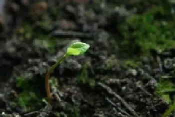 香樟什么时候发芽长叶?