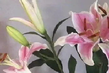 代表真爱的花?