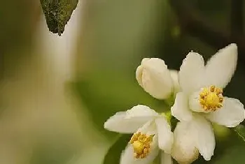 金桔树一年开几次花?金桔树形态特征与植物学史