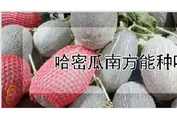 哈密瓜南方能种吗