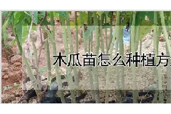 木瓜苗怎么种植方法