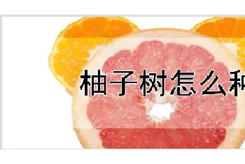 柚子树怎么种