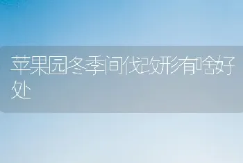 苹果园冬季间伐改形有啥好处