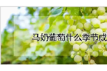 马奶葡萄什么季节成熟