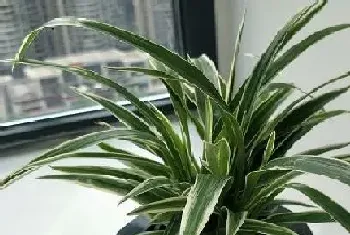 办公室水培植物有哪些?办公室水培植物大全