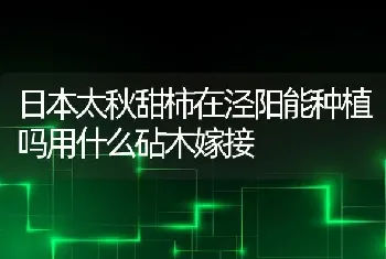 日本太秋甜柿在泾阳能种植吗用什么砧木嫁接