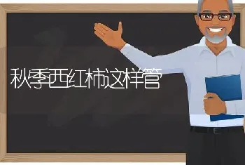 秋季西红柿这样管