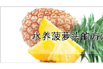 水养菠萝头的方法