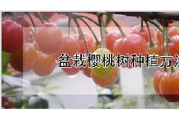 盆栽樱桃树种植方法