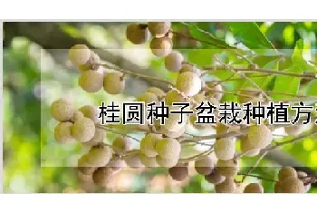 桂圆种子盆栽种植方法