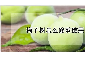 梅子树怎么修剪结果多