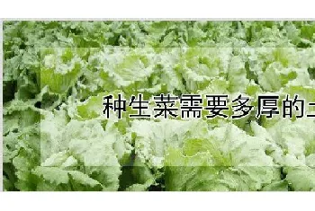 种生菜需要多厚的土