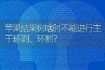 苹果结果树啥时不能进行主干环剥、环割?