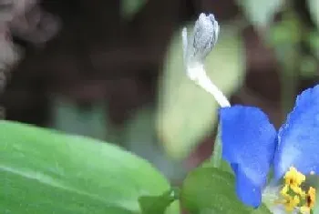 鸭趾草会开花吗,开花的颜色与样子?