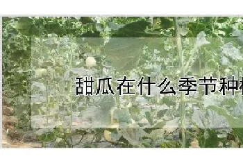 甜瓜在什么季节种植