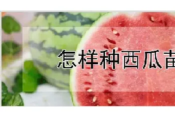 怎样种西瓜苗