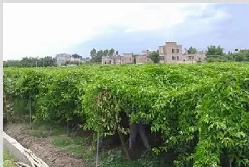 百香果的种植技术，种植百香果该怎么管理