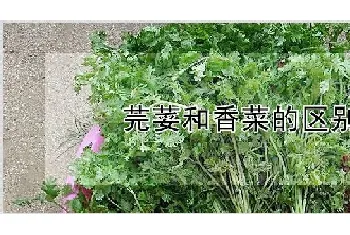 芫荽和香菜的区别