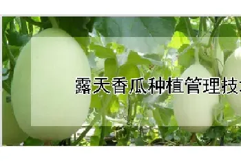 露天香瓜种植管理技术