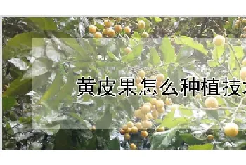 黄皮果怎么种植技术