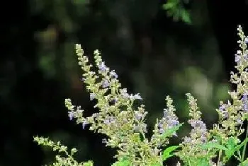 荆条什么时候开花,一般花期多长时间?荆条什么时候开花,一般的功效与作用