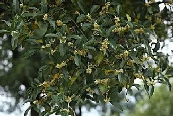 桂花树可以浇醋吗,用醋水浇的正确方法?