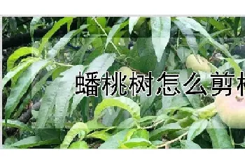 蟠桃树怎么剪枝