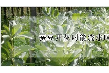 蚕豆开花时能浇水吗