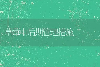 草莓中后期管理措施