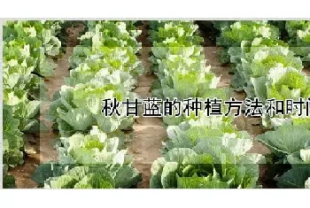 秋甘蓝的种植方法和时间