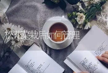 松花菜栽后如何管理