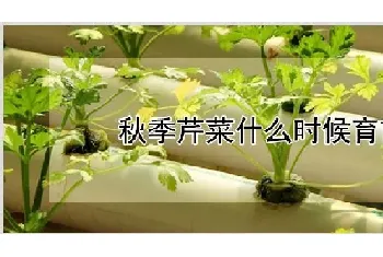 秋季芹菜什么时候育苗