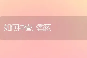 如何种植小香葱