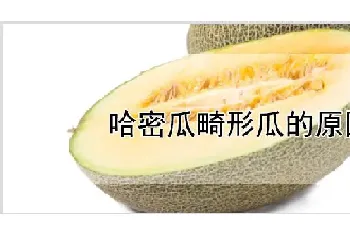 哈密瓜畸形瓜的原因