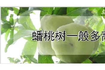 蟠桃树一般多高